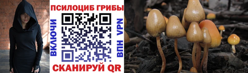 закладки  Бежецк  Галлюциногенные грибы GOLDEN TEACHER 